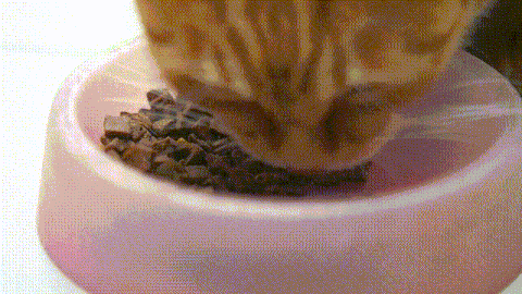 14.gif
